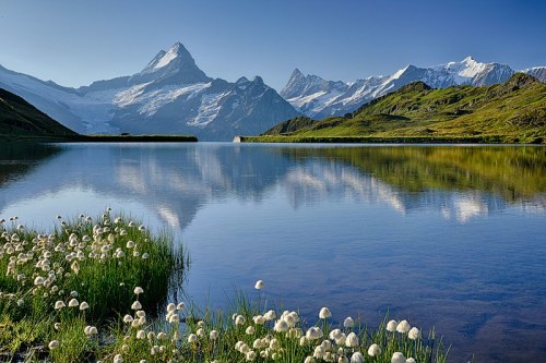 A serene mountain landscape with a clear lake reflecting snow-capped peaks and blooming white flowers in the foreground.