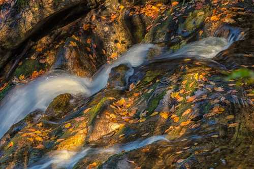 A serene stream flows over rocks, surrounded by autumn leaves in a vibrant forest setting.