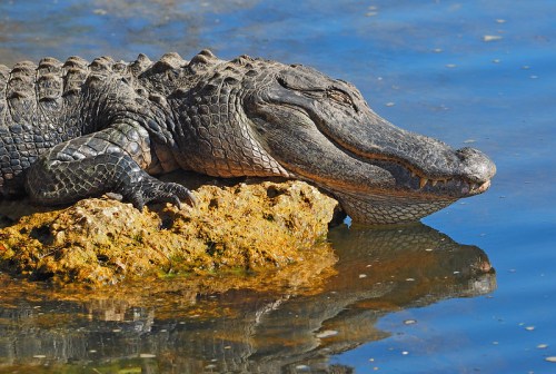 A crocodile resting on a rock by the water, with its eyes closed and reflecting in the calm surface.