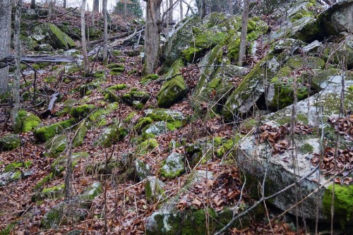 A rocky hillside covered in moss and fallen leaves, surrounded by bare trees in a forested area.