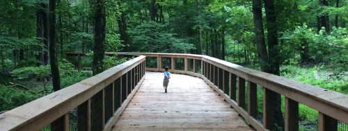 A child walks along a wooden boardwalk through a lush green forest.
