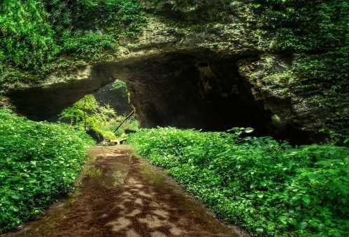 A lush green pathway leads to a natural stone archway surrounded by dense foliage and soft lighting.