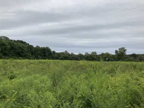 A lush green field under a cloudy sky, surrounded by trees in the background.