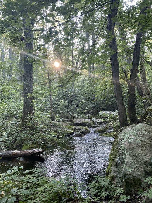 A serene forest scene with a stream, rocks, and sunlight filtering through the trees.