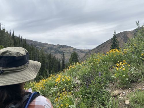 A person in a hat stands on a trail surrounded by wildflowers, with mountains and cloudy skies in the background.