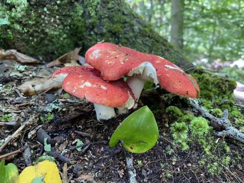 Two vibrant red mushrooms with white stems growing on forest floor, surrounded by green moss and leaves.