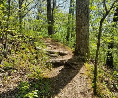 A winding dirt path through a lush green forest, bordered by trees and sunlight filtering through the leaves.