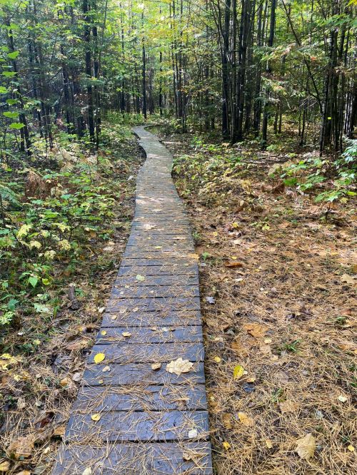 A winding path made of stone tiles through a lush, green forest with fallen leaves on the ground.