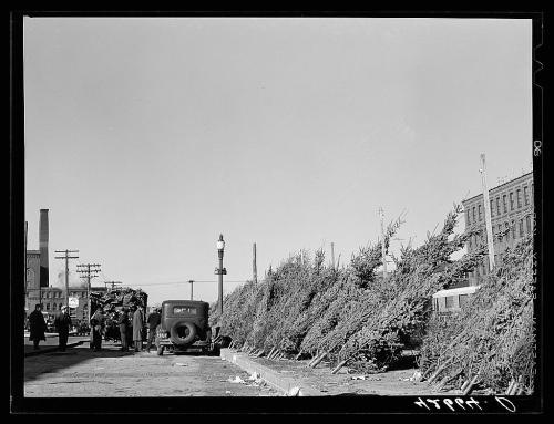 A vintage scene showing a line of Christmas trees for sale, with a car and people in a city setting.