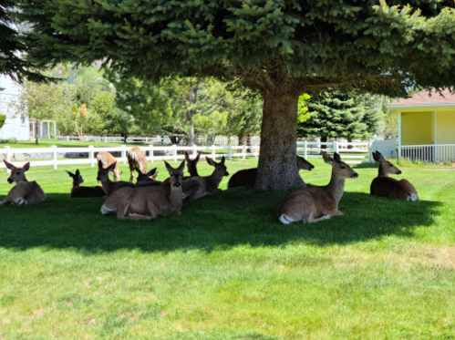 A group of deer resting in the shade under a large tree on a grassy area.