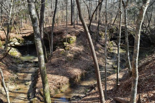 A serene forest scene with a winding creek surrounded by trees and fallen leaves in a tranquil, natural setting.