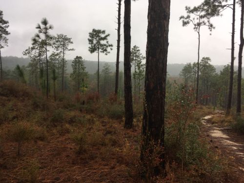 A misty forest scene with tall pine trees and a winding path through dry foliage.