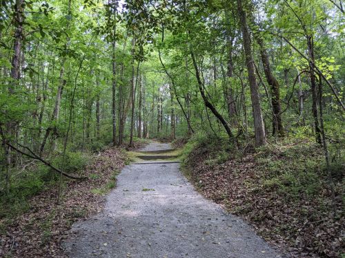A serene forest path surrounded by lush green trees and scattered leaves on the ground.