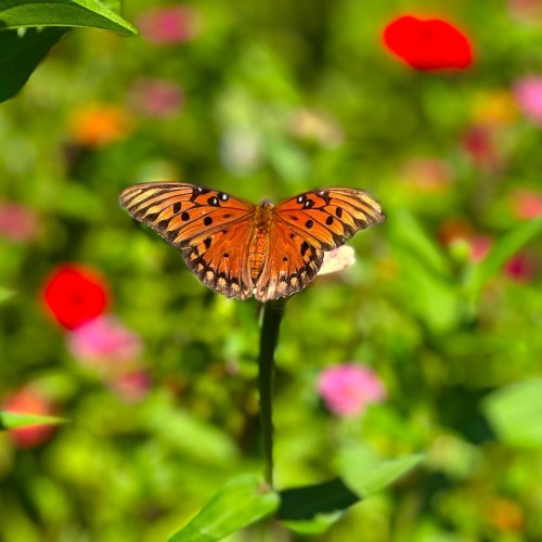 A vibrant orange butterfly perched on a green stem, surrounded by colorful flowers in a blurred background.