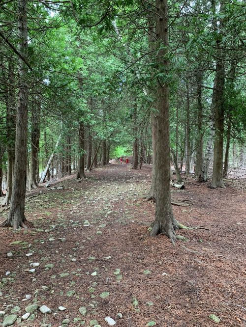 A serene forest path lined with tall trees and scattered stones, leading to a distant figure in red.