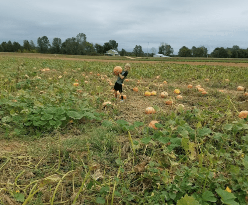 A scarecrow stands in a pumpkin field, surrounded by orange pumpkins under a cloudy sky.