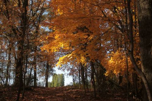 A serene forest path lined with vibrant orange and yellow autumn leaves under a clear blue sky.