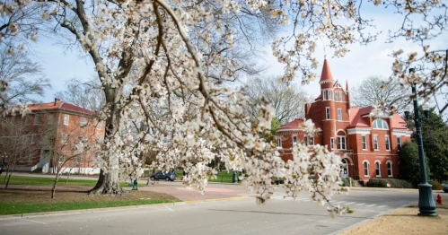 A historic red brick building with a tower, framed by blooming cherry blossom branches in spring.