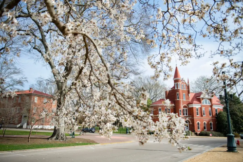 A blooming tree in the foreground with a historic red brick building in the background on a sunny day.