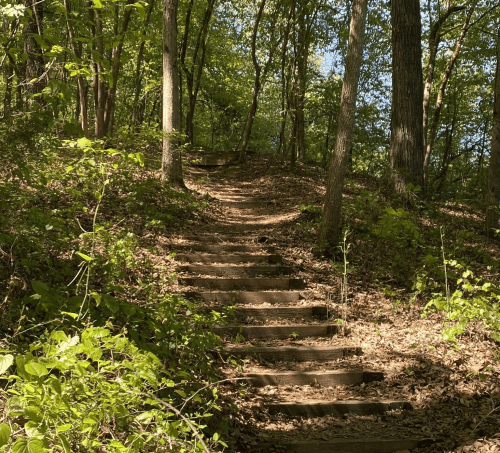 A winding dirt path with wooden steps leads through a lush, green forest. Sunlight filters through the trees.