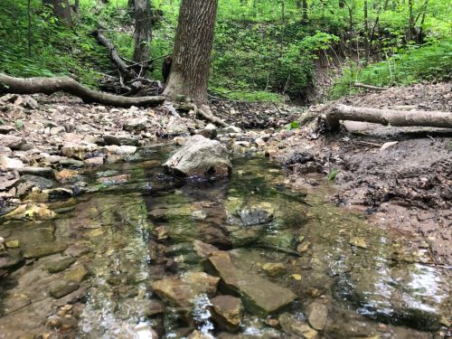 A serene forest scene featuring a shallow stream with visible rocks, surrounded by lush greenery and trees.