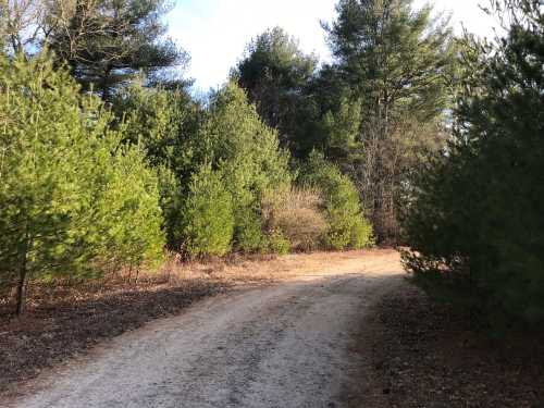 A dirt path winding through a forest of green pine trees under a clear sky.