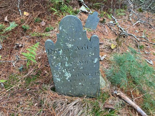 A weathered gravestone partially obscured by pine needles and ferns, inscribed with the name and dates of the deceased.