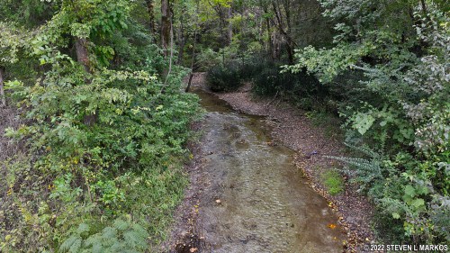 A serene creek flows through a lush, green forest, surrounded by trees and foliage.