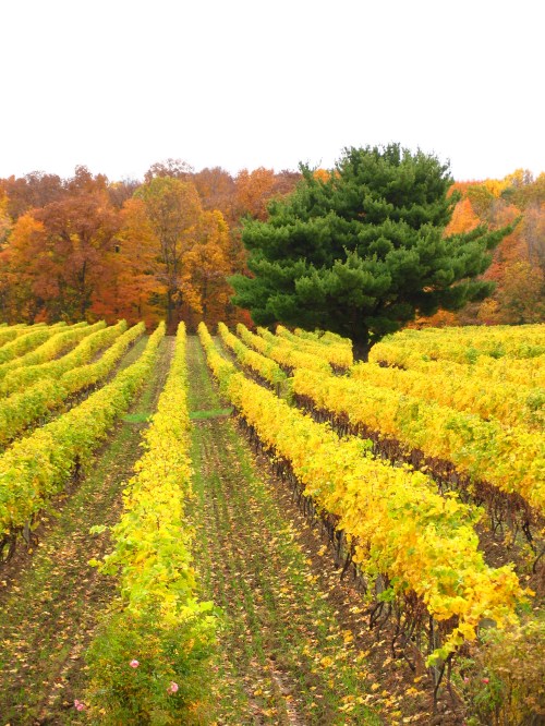 Vibrant vineyard rows with yellow leaves, surrounded by autumn trees in shades of orange and green.