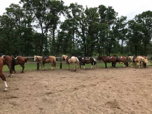 A line of saddled horses standing in a sandy area, surrounded by trees and a cloudy sky.