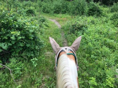 View from atop a horse, looking down a winding path through lush green foliage and trees.