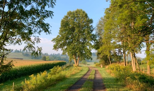 A serene dirt path lined with trees, leading through lush green fields under a clear blue sky.