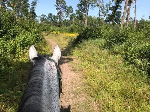 View from horseback along a wooded trail, surrounded by greenery and wildflowers under a clear sky.