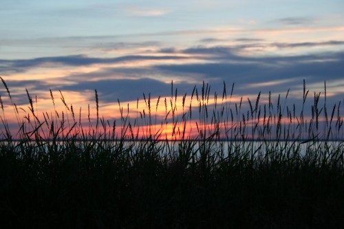 Silhouette of tall grass against a colorful sunset with clouds in the sky.