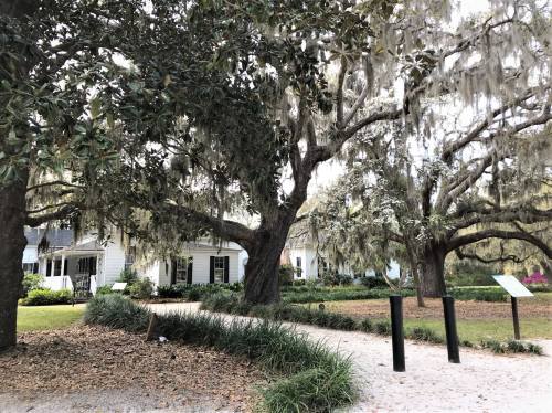 A serene outdoor scene featuring large trees draped in Spanish moss, with a white building and walking path in the background.