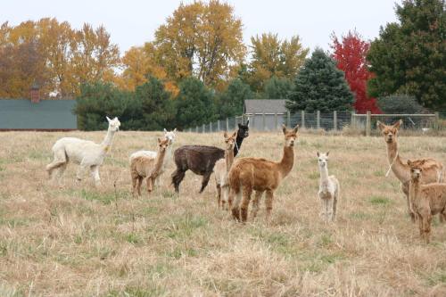 A group of llamas and alpacas standing in a grassy field with autumn trees in the background.