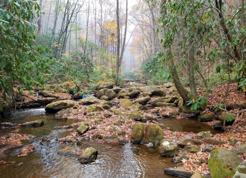 A serene forest stream surrounded by moss-covered rocks and autumn foliage, with misty trees in the background.