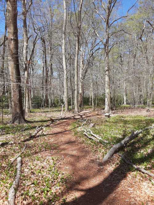 A winding dirt path through a forest with tall trees and scattered leaves on the ground under a clear blue sky.