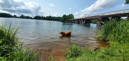 A golden retriever wades in a calm lake near a wooden bridge, surrounded by lush greenery and blue skies.