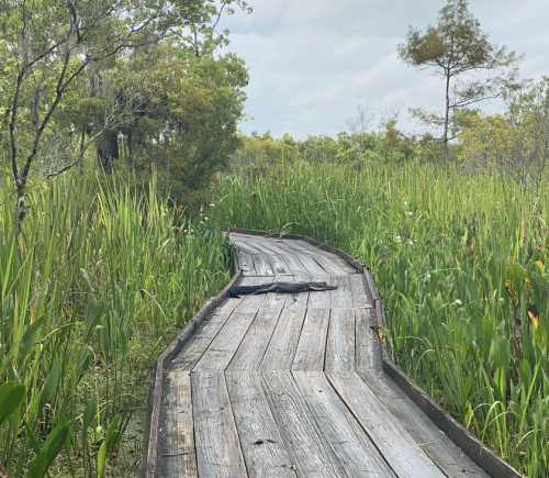 A wooden boardwalk winds through lush green vegetation under a cloudy sky.
