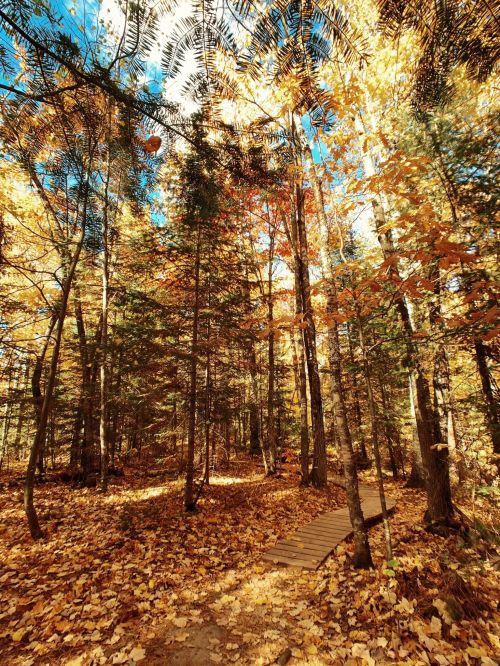 A serene forest path surrounded by vibrant autumn foliage and a clear blue sky.