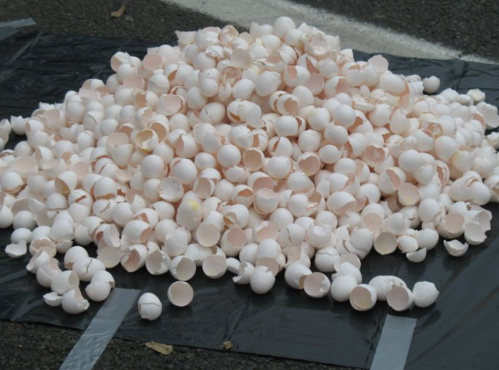A large pile of white eggshells scattered on a black surface.