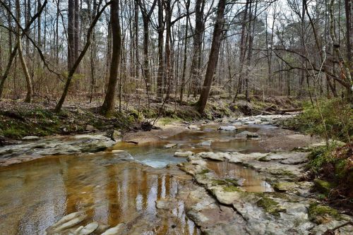 A serene forest scene featuring a shallow stream flowing over rocky beds, surrounded by tall trees and greenery.