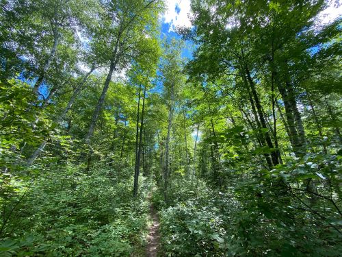 A lush green forest with tall trees and a clear blue sky, featuring a narrow path winding through the foliage.