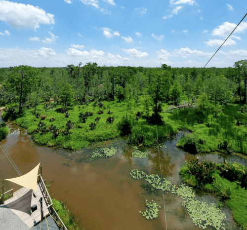 A lush green wetland with trees and water, under a bright blue sky with scattered clouds.