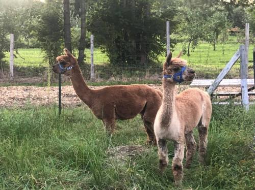 Two alpacas standing in a grassy field, wearing blue halters, with trees and a fence in the background.