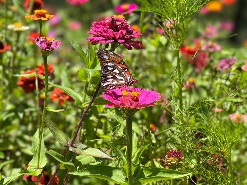 A butterfly perched on a vibrant pink flower amidst a colorful garden of blooming flowers.