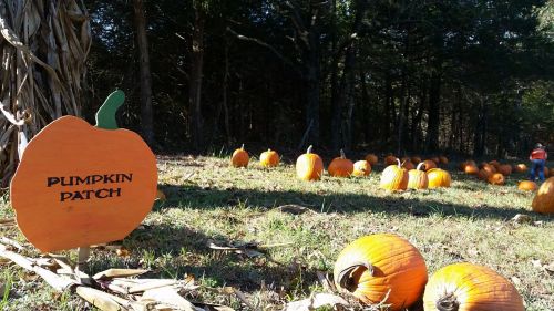 A pumpkin patch with numerous pumpkins scattered across a grassy field, marked by a wooden sign.
