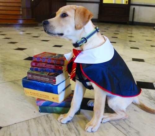 A yellow lab puppy in a cape sits beside a stack of Harry Potter books on a marble floor.