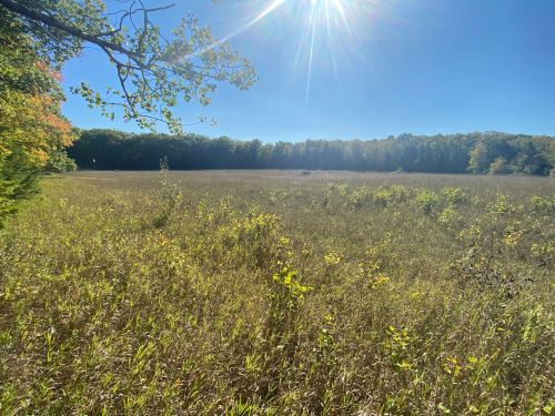 A sunlit meadow with tall grass and scattered wildflowers, surrounded by trees under a clear blue sky.